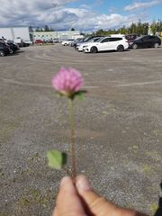 Trifolium pratense