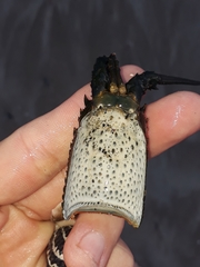 Sagmariasus verreauxi