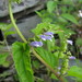 Side-flowering Skullcap - Photo (c) Kerry Woods, some rights reserved (CC BY-NC-ND)