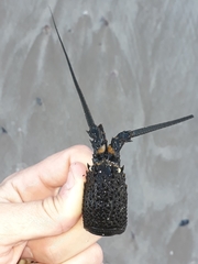 Sagmariasus verreauxi