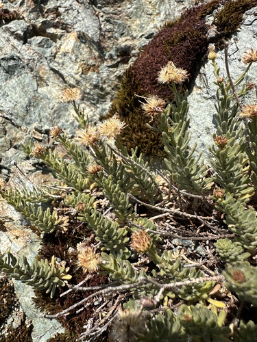 Klamath fleabane (Erigeron klamathensis)