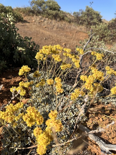 Image of Eriogonum ternatum by (c) Matt Berger, some rights reserved (CC BY)