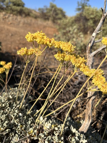 Image of Eriogonum ternatum by (c) Matt Berger, some rights reserved (CC BY)