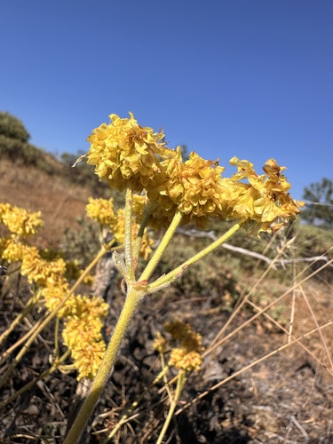 Image of Eriogonum ternatum by (c) Matt Berger, some rights reserved (CC BY)