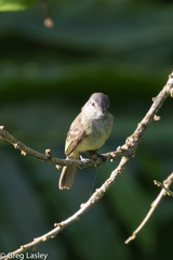 Myiopagis gaimardii