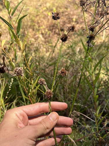 Image of Juncus validus by (c) Nathan Aaron, some rights reserved (CC BY)