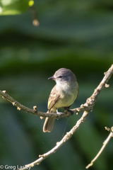 Myiopagis gaimardii
