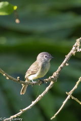 Myiopagis gaimardii