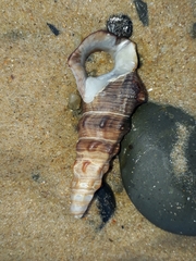 Pyrazus ebeninus