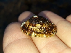 Scutellastra peronii