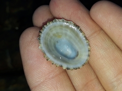 Scutellastra peronii