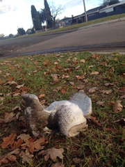 Tyto alba delicatula