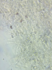 Pseudoomphalina compressipes