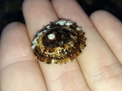 Scutellastra peronii