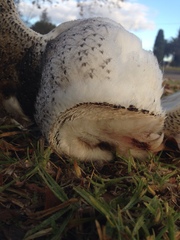 Tyto alba delicatula