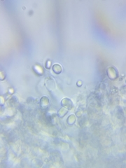 Pseudoomphalina compressipes