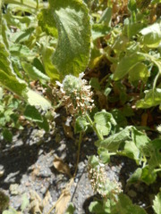 Stachys pycnantha
