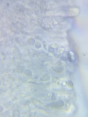 Pseudoomphalina compressipes