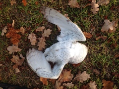 Tyto alba delicatula