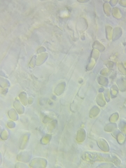 Pseudoomphalina compressipes