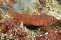 Okinawa Rubble Goby photo 5