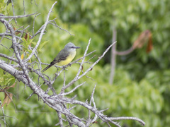 Tyrannus melancholicus