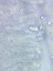 Pseudoomphalina compressipes