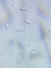 Pseudoomphalina compressipes