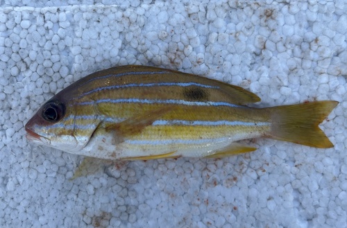 Blue-banded sea-perch (Lutjanus quinquelineatus) — Lutjanidae — 2