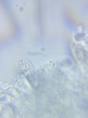 Pseudoomphalina compressipes