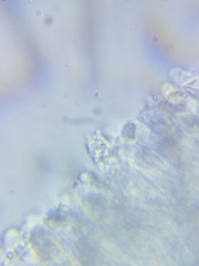 Pseudoomphalina compressipes