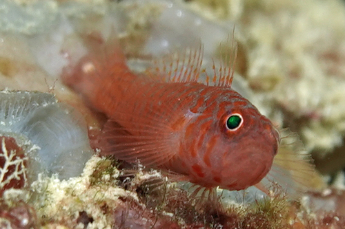 Foto de Trimma de Okinawa (Trimma okinawae)