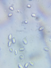 Pseudoomphalina compressipes