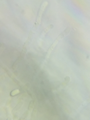 Pseudoomphalina compressipes