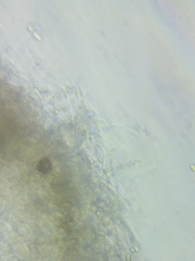 Pseudoomphalina compressipes