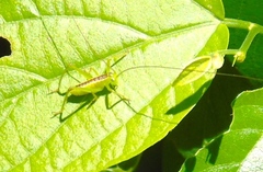 Neobarrettia sinaloae