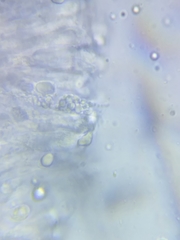 Pseudoomphalina compressipes