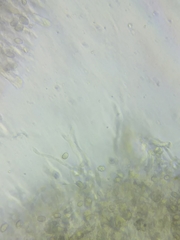 Pseudoomphalina compressipes