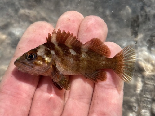 Copper Rockfish