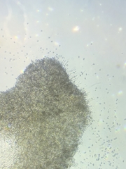 Pseudoomphalina compressipes