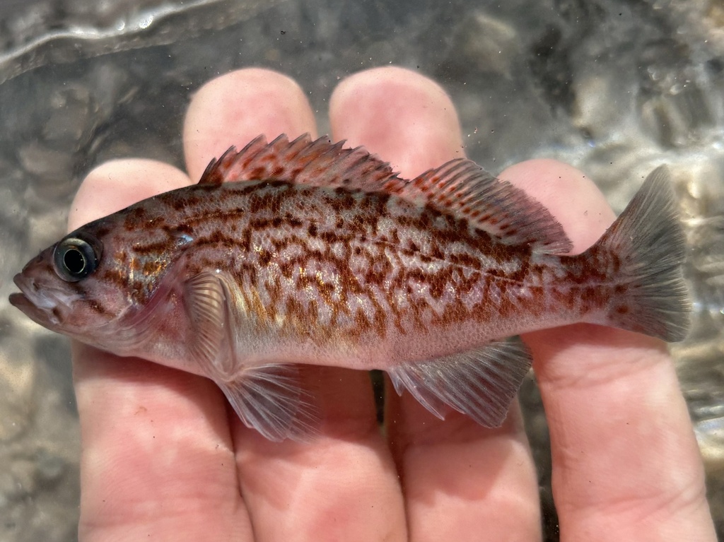 Blue rockfish (Sebastes mystinus) — Sebastidae