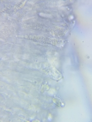 Pseudoomphalina compressipes