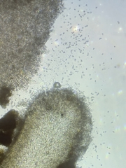 Pseudoomphalina compressipes