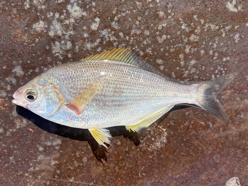 Sharpnose seaperch (Phanerodon atripes) — Embiotocidae — 5