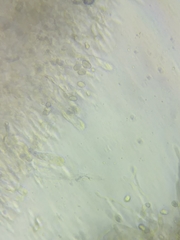 Pseudoomphalina compressipes