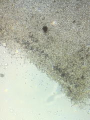 Pseudoomphalina compressipes