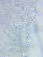 Pseudoomphalina compressipes