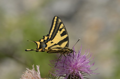 Papilio alexanor