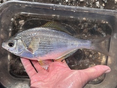 Sharpnose Seaperch photo 2