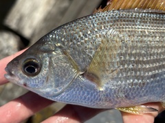 Sharpnose Seaperch photo 4